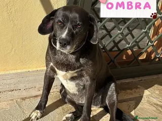 Meticcio cani OMBRA dolce e tranquilla in adozione mix labrador - Annuncio 42