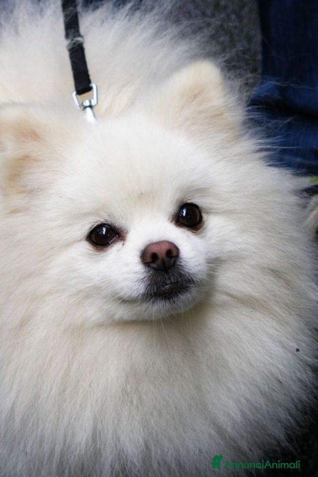 Spitz cani Spitz cuccioli - Annuncio 1