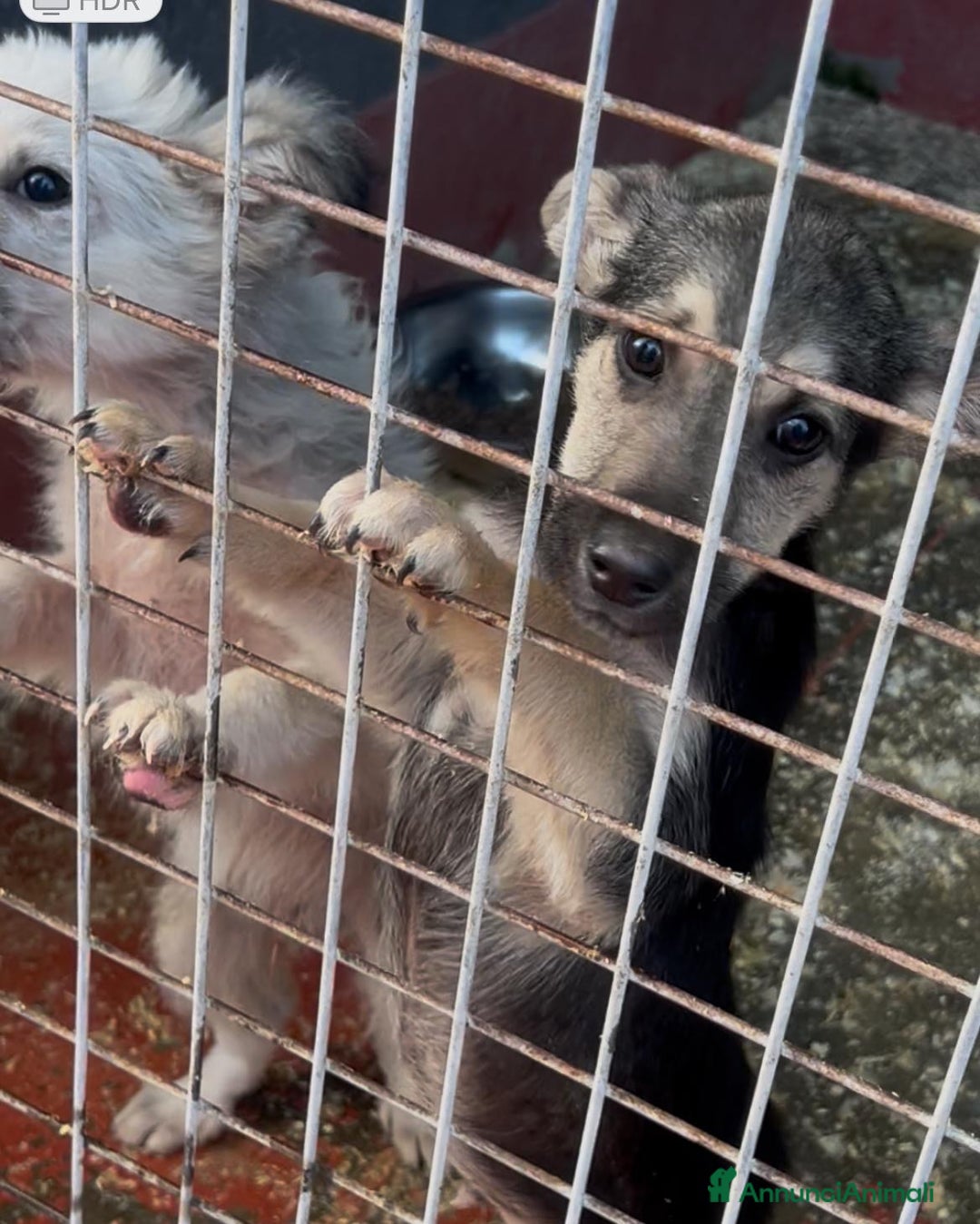 Meticcio cani in regalo: Tito meraviglioso cucciolo taglia medio piccola  - Annuncio 3