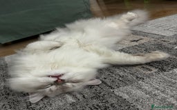 Scottish gatti per accoppiamento: Scottish Highland per accoppiamento  a Provincia di Varese - Immagine 9