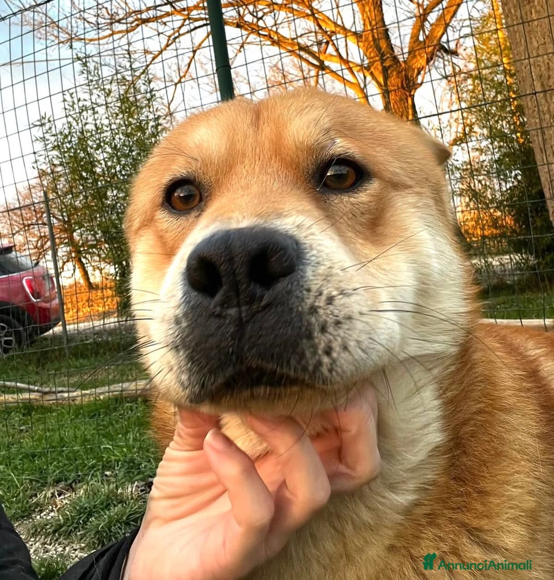 Meticcio cani in regalo: Adotta Aki - Annuncio 3