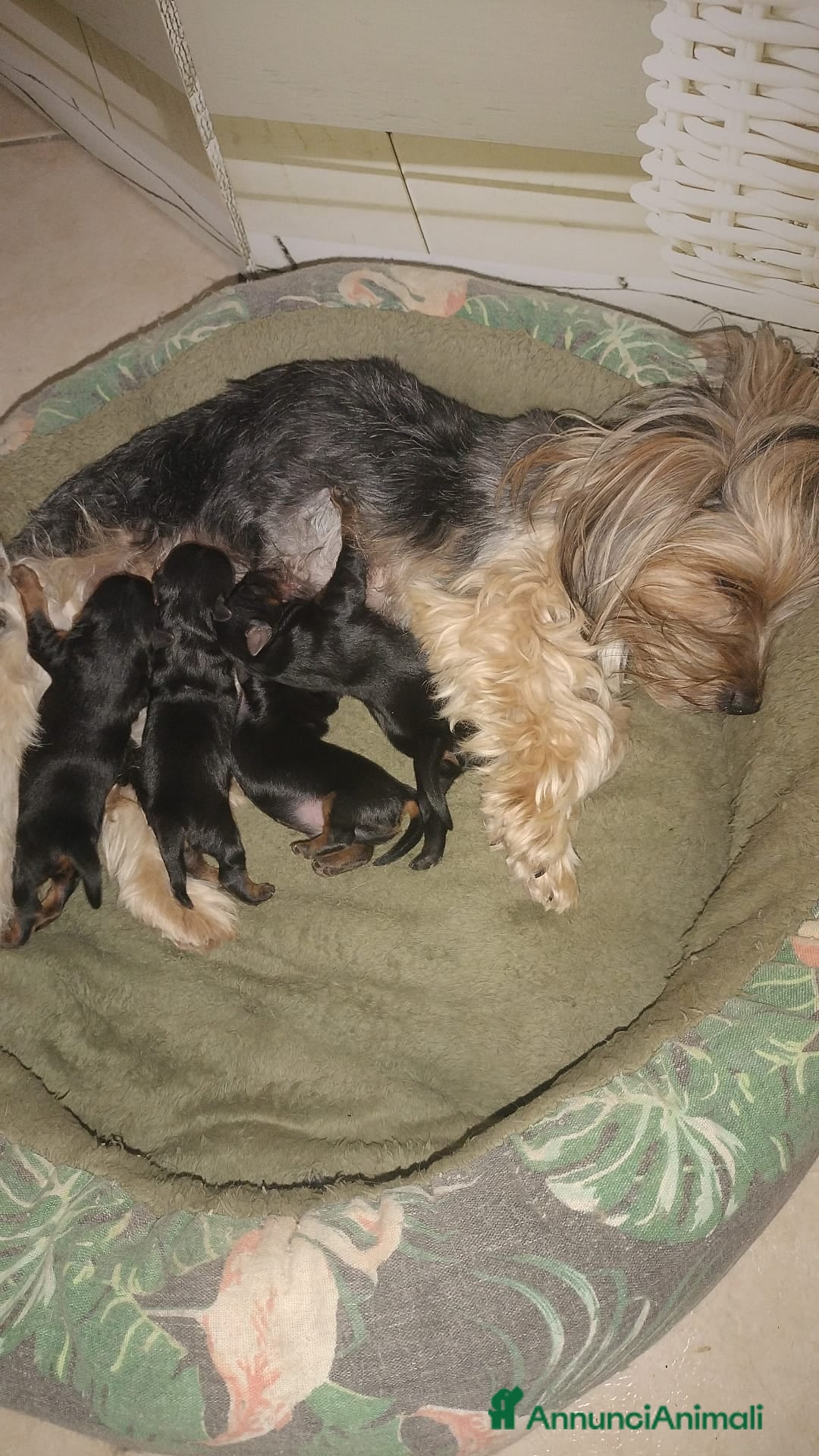 Yorkshire cani Cuccioli maschi Yorkshire - Annuncio 12