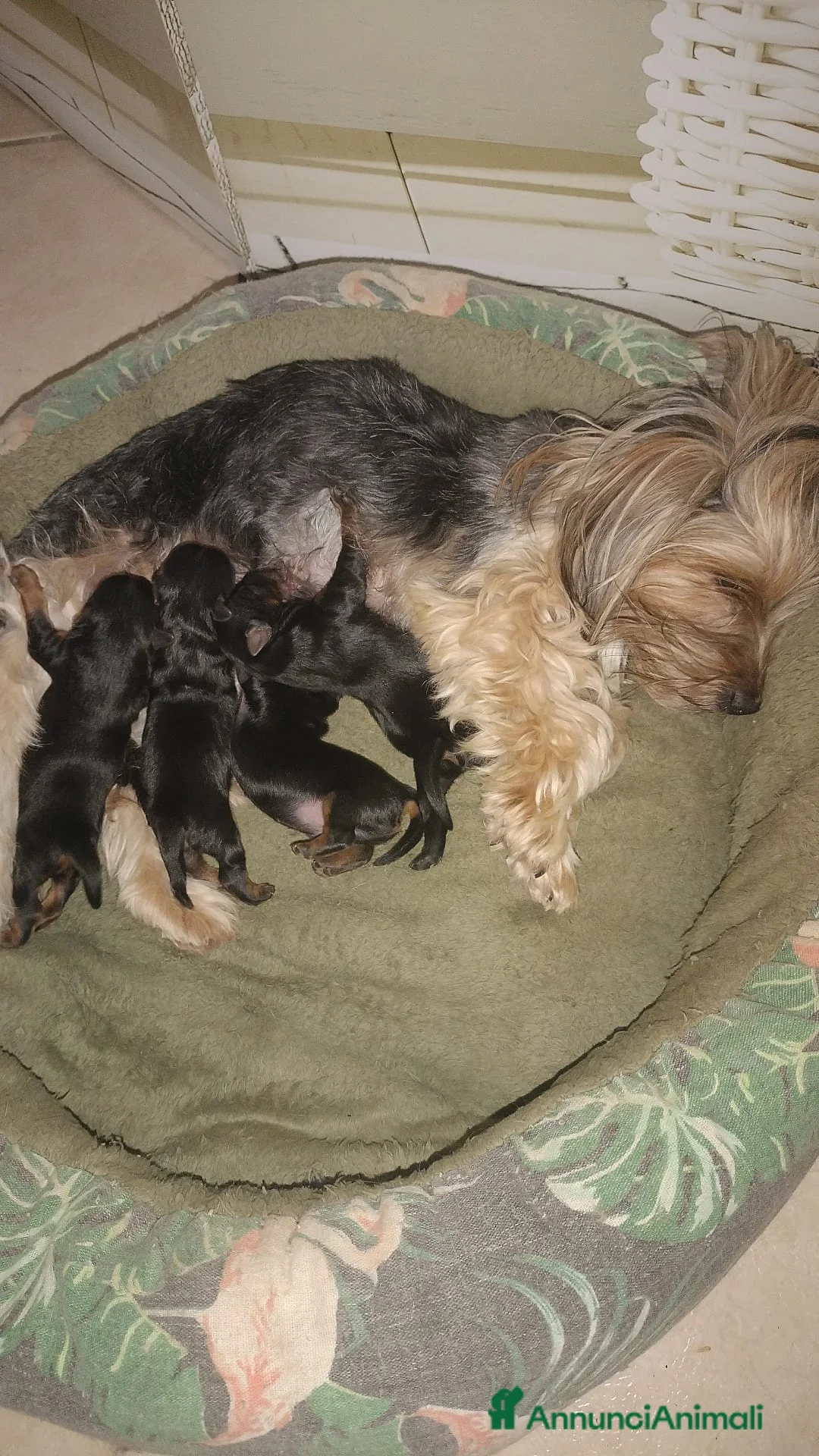 Yorkshire cani in vendita: Cuccioli maschi Yorkshire - Annuncio 1