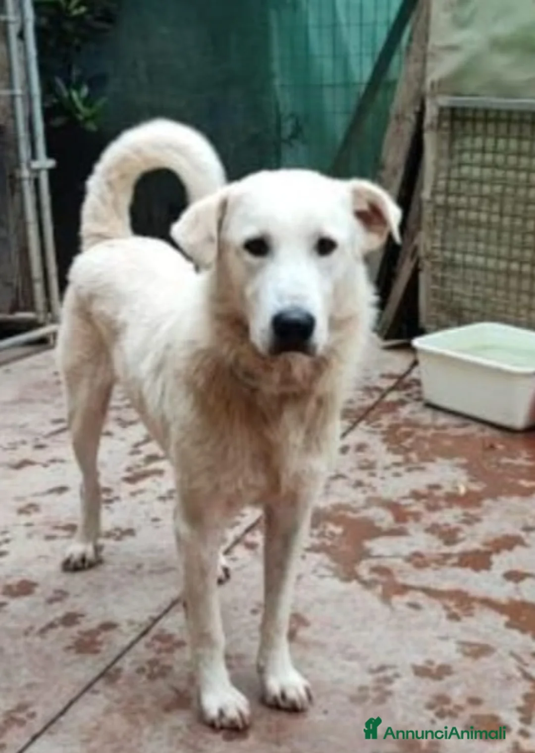 Meticcio cani in regalo: Quasi 4anni mix Labrador salito nel 2024.BRESCIA - Annuncio 2