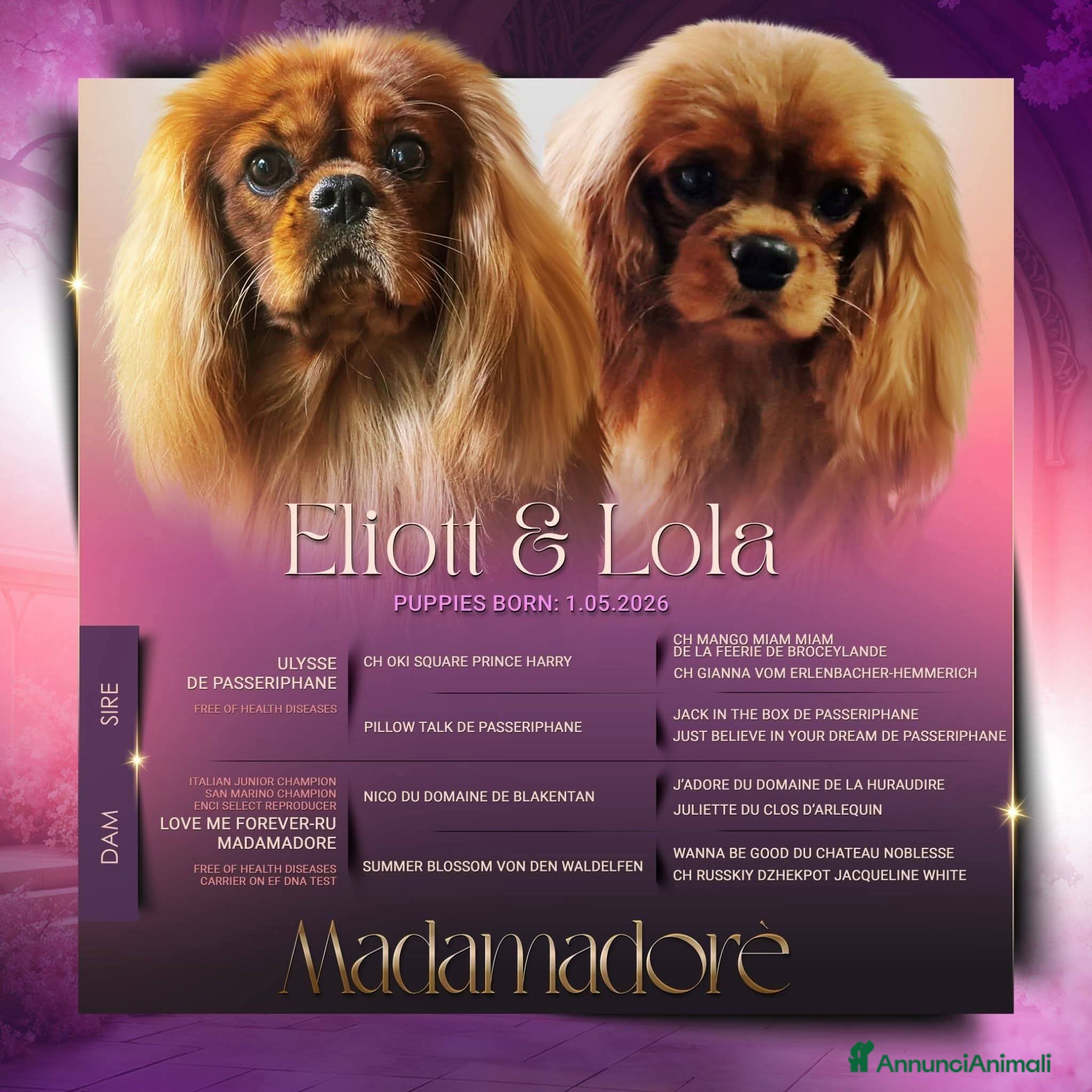 Cavalier King cani Cucciola ruby disponibile - Annuncio 1