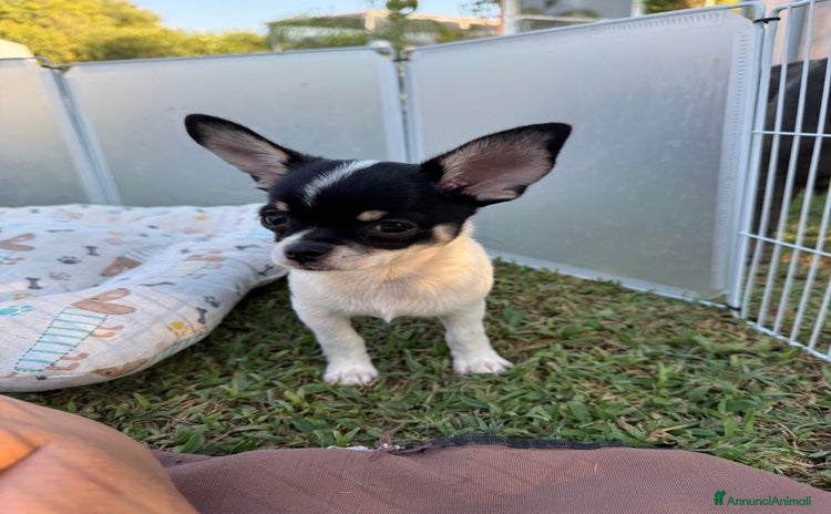Chihuahua cani - Annuncio 1
