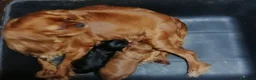Cavapoo cani in vendita: Cavapoo cuccioli - Annuncio 6