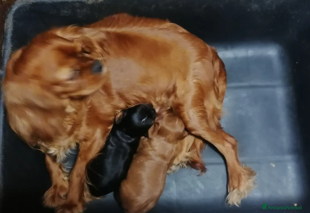 Cavapoo cani in vendita: Cavapoo cuccioli - Annuncio 6
