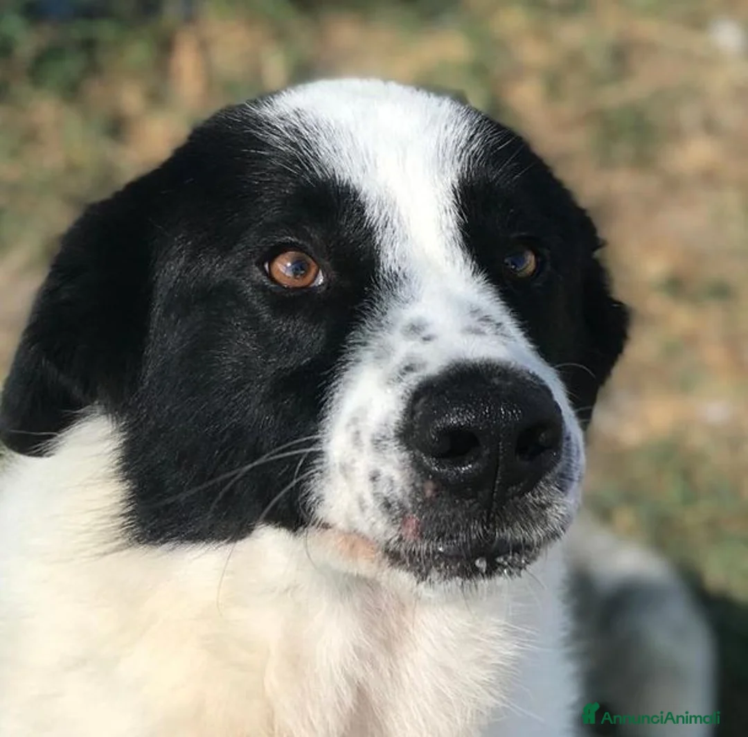 Meticcio cani in regalo: BUFFALO, CHE TIPO SIMPATICO a Provincia di Latina - Annuncio 2