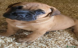 Bullmastiff cani in vendita: Cuccioli Bullmastiff  - Immagine 19