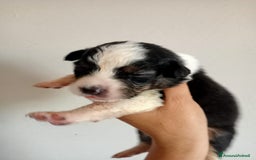 Australian Shepherd cani in vendita: Cuccioli di pastore australiano a Provincia di Ferrara - Immagine 3