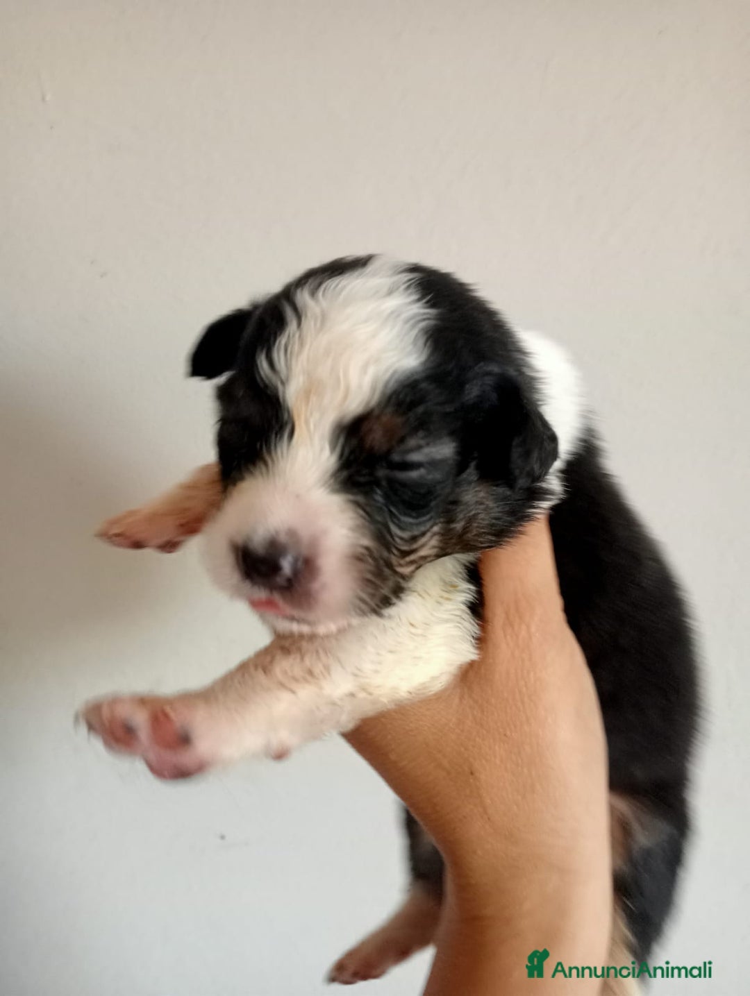 Australian Shepherd cani in vendita: Cuccioli di pastore australiano a Provincia di Ferrara - Immagine 3