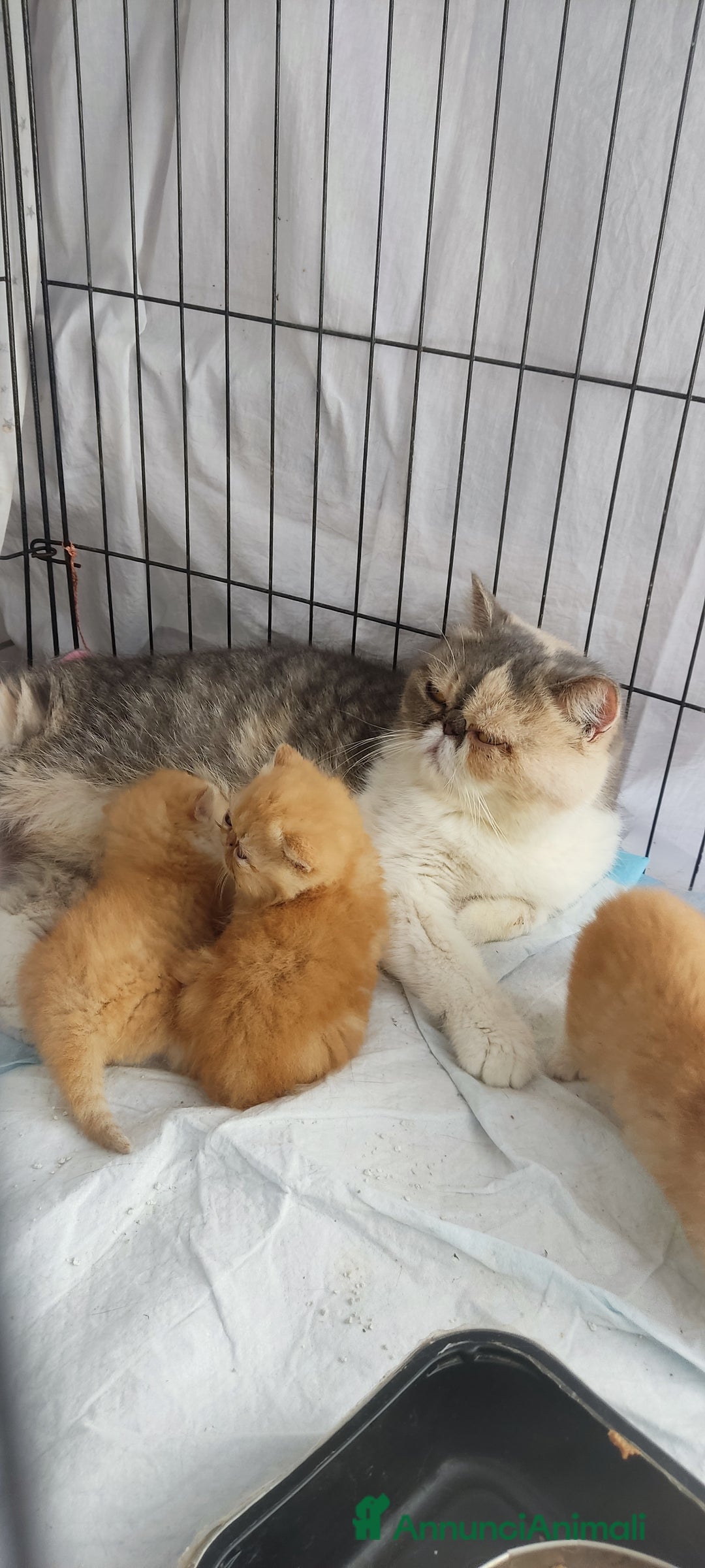 Exotic Shorthair gatti in vendita: Cuccioli gatto Exotica short hair - Annuncio 3