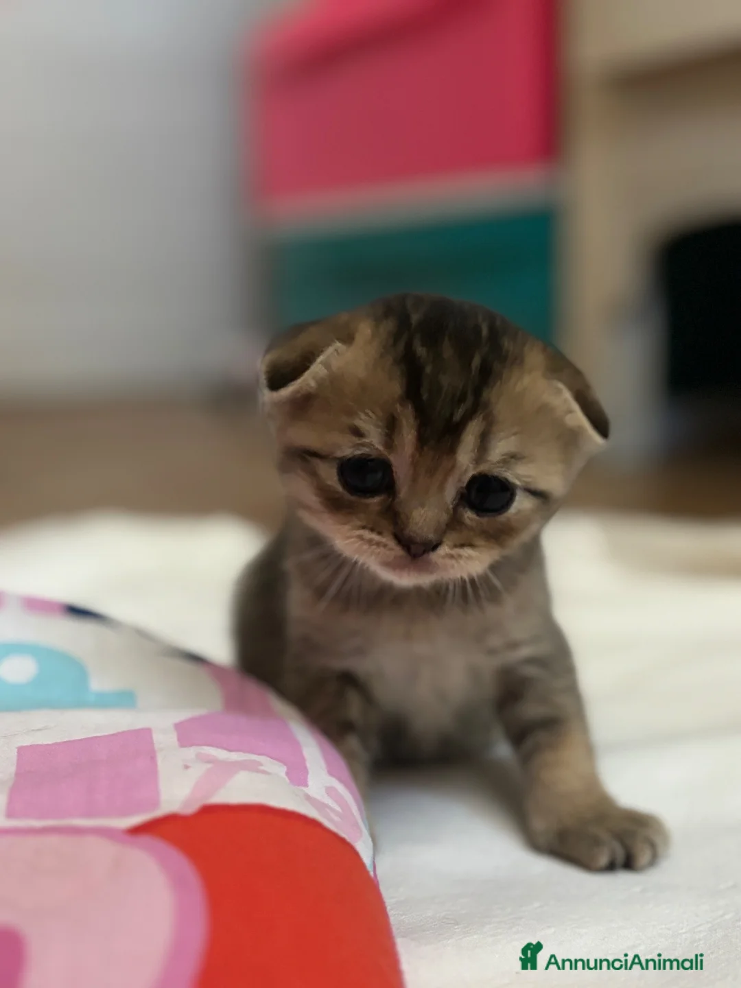 Scottish gatti in vendita: Vendesi scottish Fold/straight a Provincia di Pisa - Annuncio 2