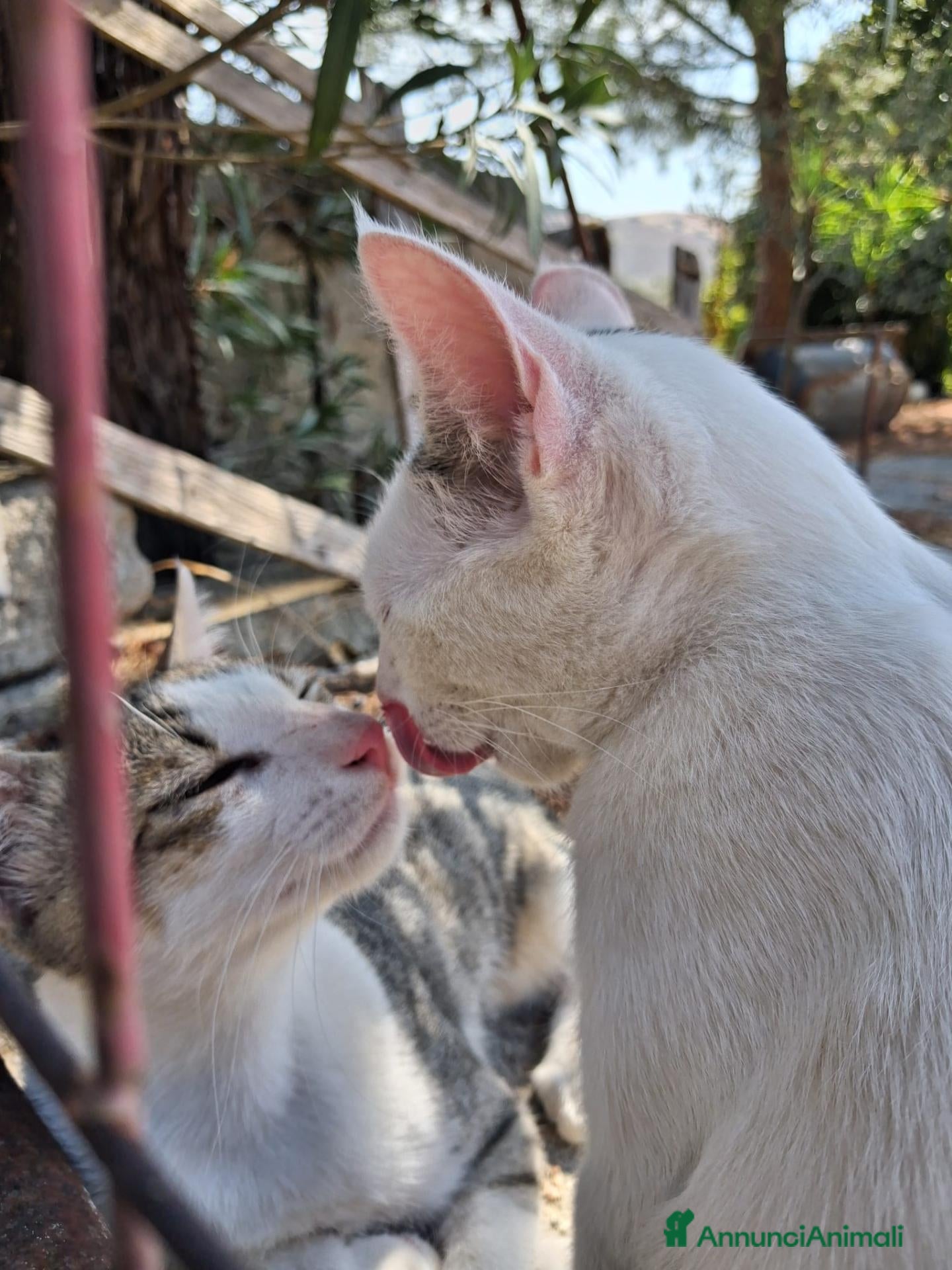Meticcio gatti Minou & Matisse  - Annuncio 2