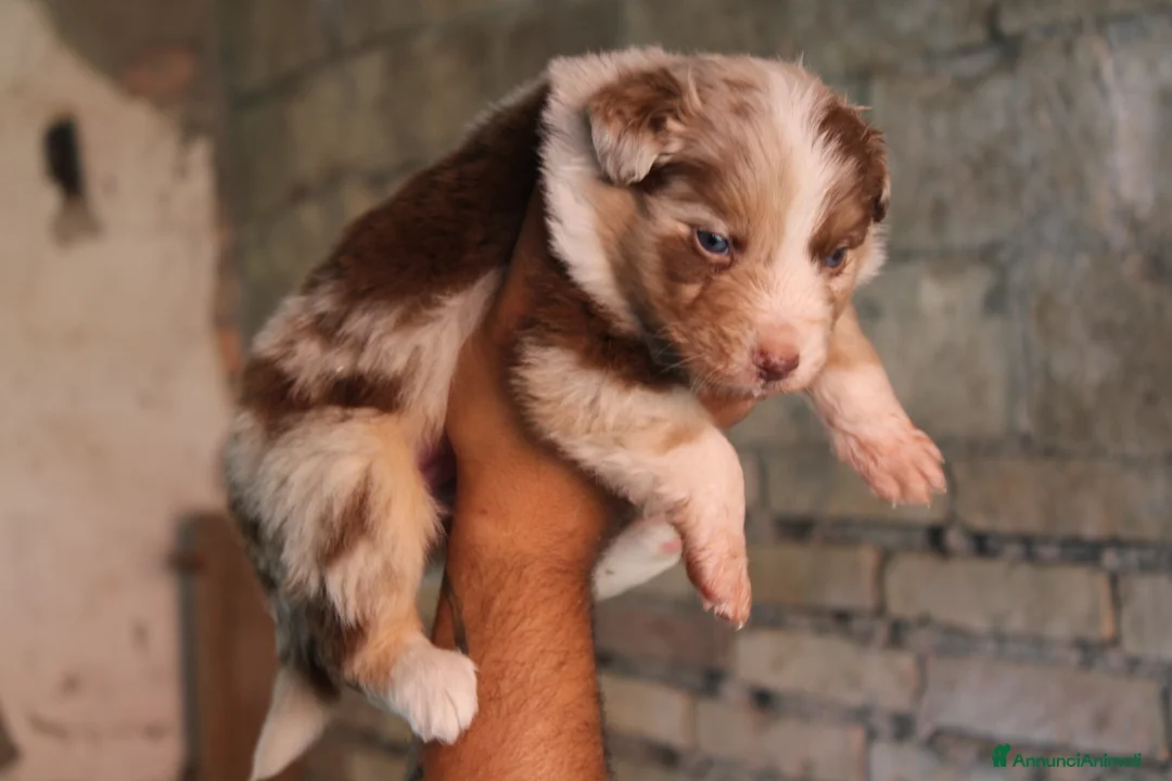 Immagine della galleria {{count}}