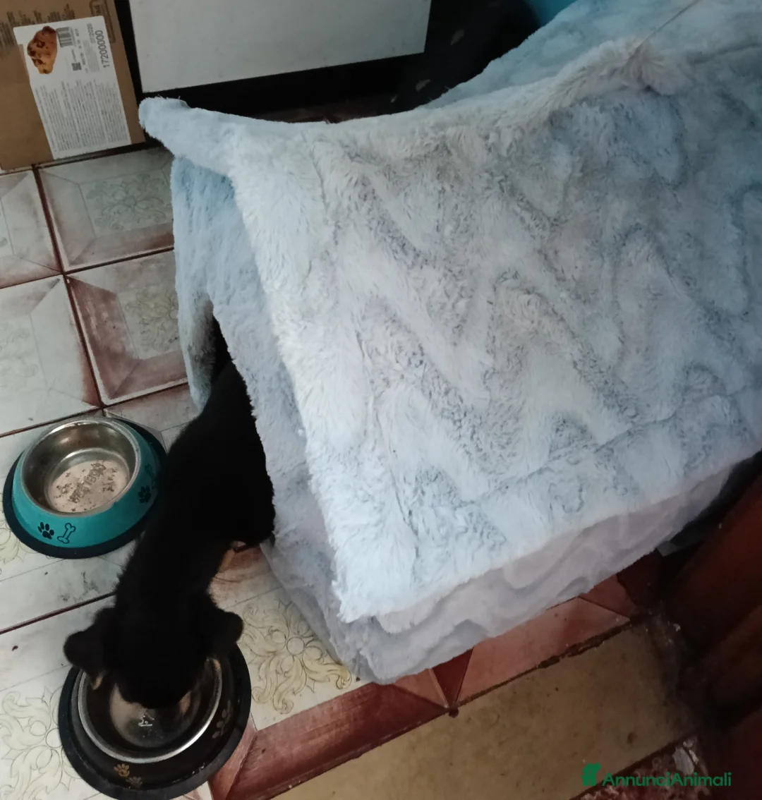 Affenpinscher cani in vendita: disponibile cucciolo Phinscer toy di un kg  - Annuncio 2