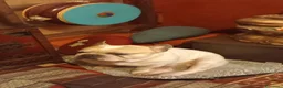 Bulldog Francese cani per accoppiamento: Cercasi fidanzata per splendido Bulldog francese  a Provincia di Mantova - Annuncio 4