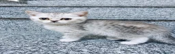 Scottish gatti in vendita: Disponibili ultimi 2 maschietti scottish straight a Provincia di Monza e della Brianza - Annuncio 7