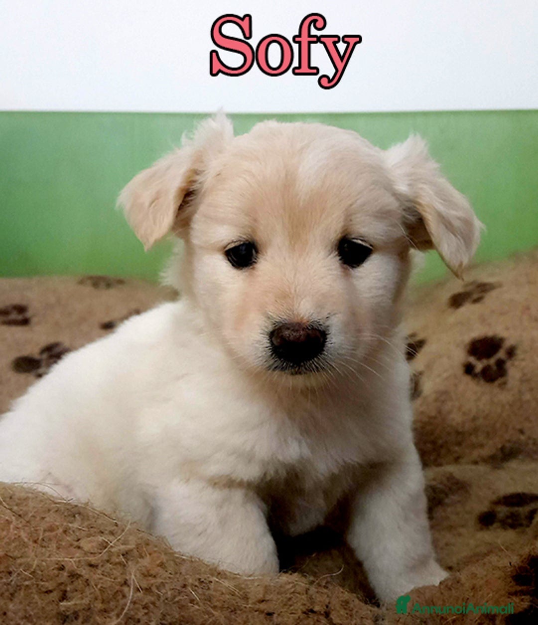 Meticcio cani in regalo: Sofy e Rio, dolcissimi cuccioli in adozione - Annuncio 2