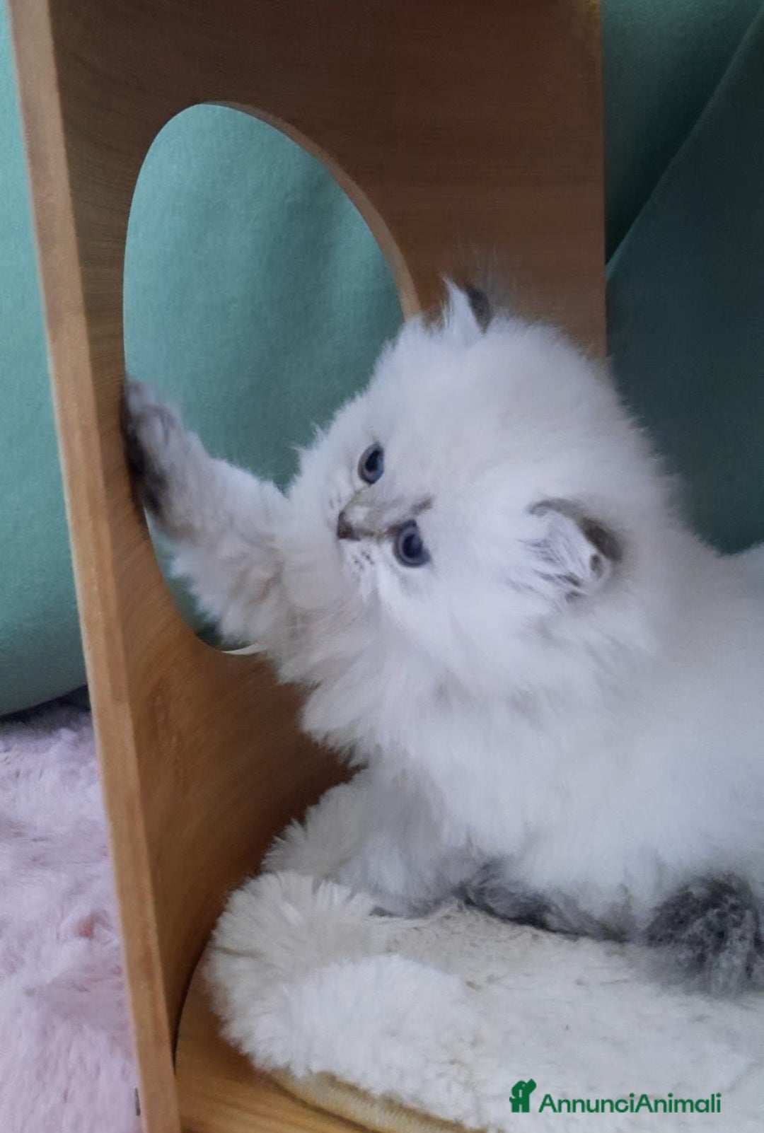 British gatti in vendita: Cuccioli British longhair con pedigree  - Annuncio 8