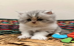 Persiano gatti in vendita: Gattini persiano bicolore a Città metropolitana di Messina - Immagine 15