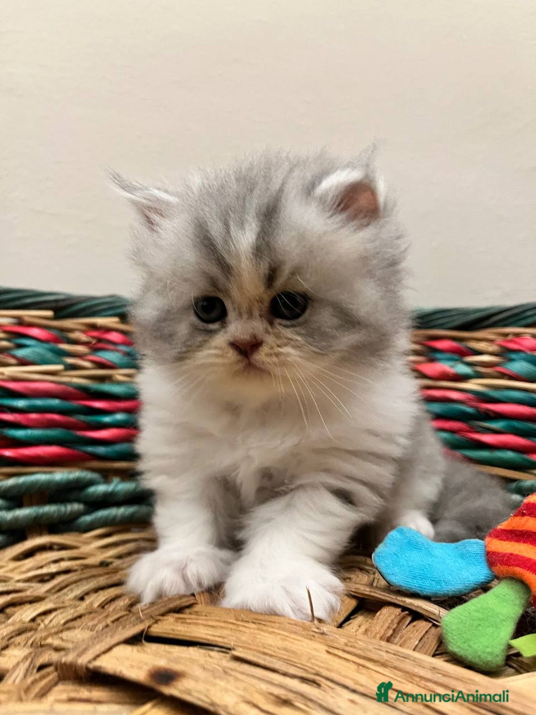 Persiano gatti in vendita: Gattini persiano bicolore a Città metropolitana di Messina - Immagine 15