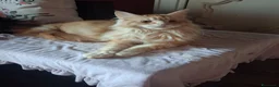 Maine Coon gatti in vendita: Maine coon cuccioli - Annuncio 2
