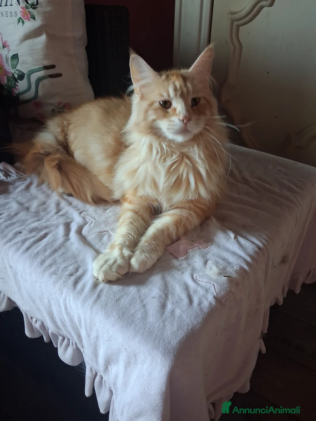 Maine Coon gatti in vendita: Maine coon cuccioli - Annuncio 2