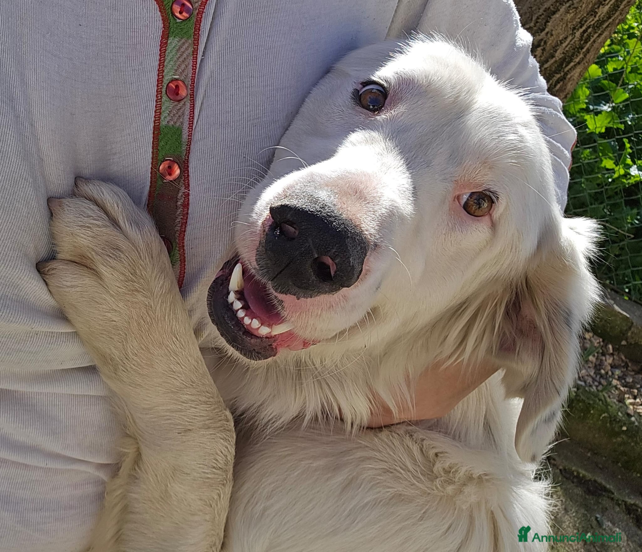 Meticcio cani NEVE MIX GOLDEN RETRIEVER ALBINO a Provincia di Avellino - Annuncio 24