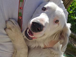 Meticcio cani NEVE MIX GOLDEN RETRIEVER ALBINO a Provincia di Avellino - Annuncio 9