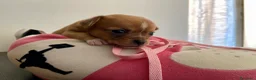 Chihuahua cani in vendita: Chihuahua cuccioli - Annuncio 12