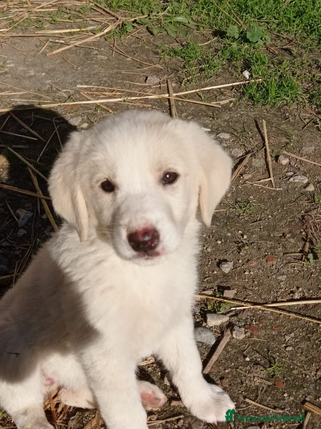 Meticcio cani in regalo: Gulten  - Annuncio 1