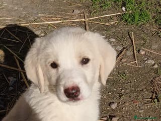 Meticcio cani Gulten - Annuncio 41