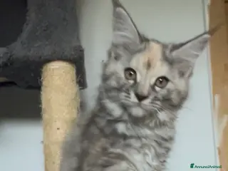 Maine Coon gatti Cuccioli Maine Coon disponibili- genitori testati - Annuncio 32