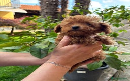Barboncino cani in vendita: BARBONCINI FULVI TOY E NANI CON PEDIGREE a Vercelli - Immagine 14