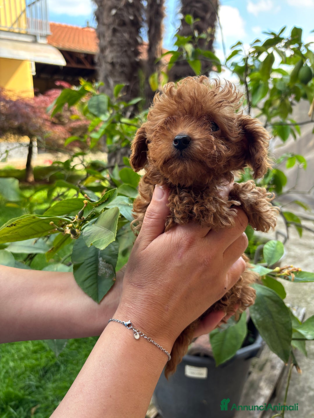 Barboncino cani in vendita: BARBONCINI FULVI TOY E NANI CON PEDIGREE a Vercelli - Immagine 14