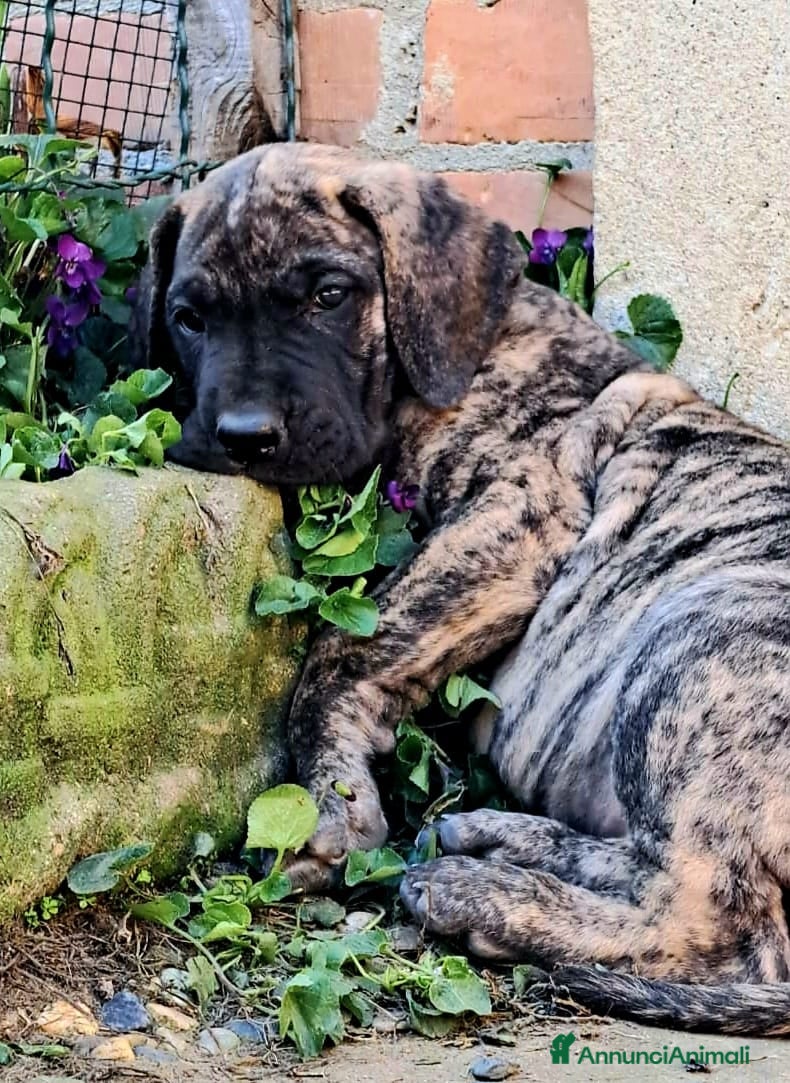 Alano cani Cucciolo maschio disponibile - Annuncio 2