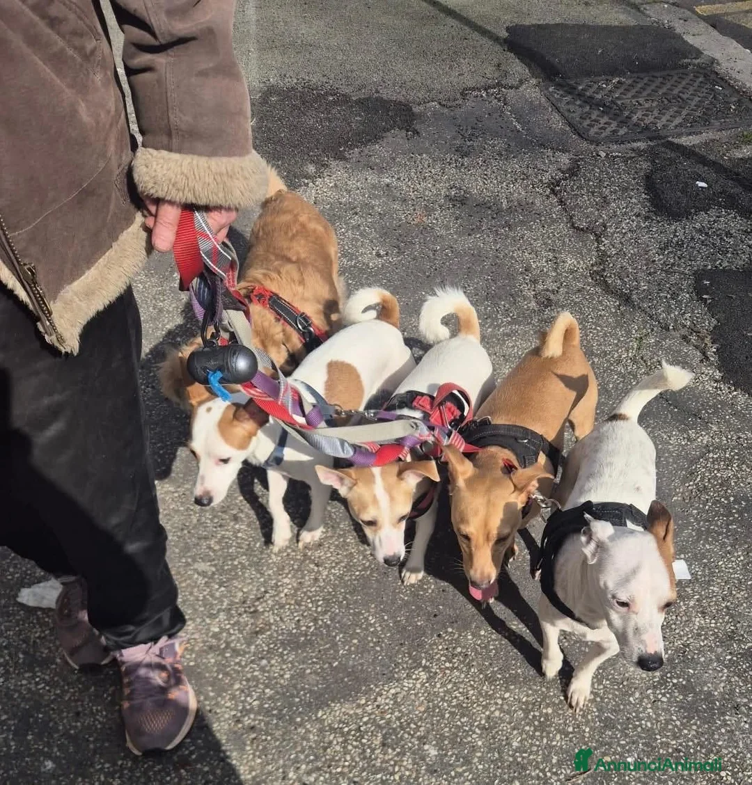 Meticcio cani in regalo: ADOZ.DEL💔:sfrattati in strada coi loro5cagnolini! - Annuncio 1