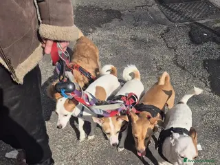 Meticcio cani ADOZ.DEL💔:sfrattati in strada coi loro5cagnolini! - Annuncio 41