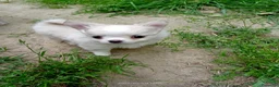 Chihuahua cani in vendita: vendesi cucciolo chihuahua pelo lungo - Annuncio 3
