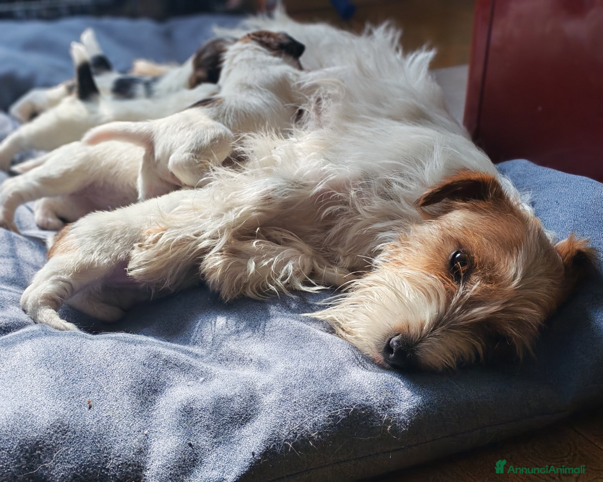 Jack Russell cani Cucciolo Jack Russell  - Annuncio 2