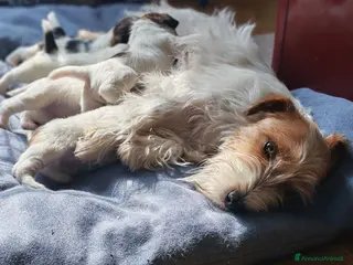 Jack Russell cani Cucciolo Jack Russell - Annuncio 2