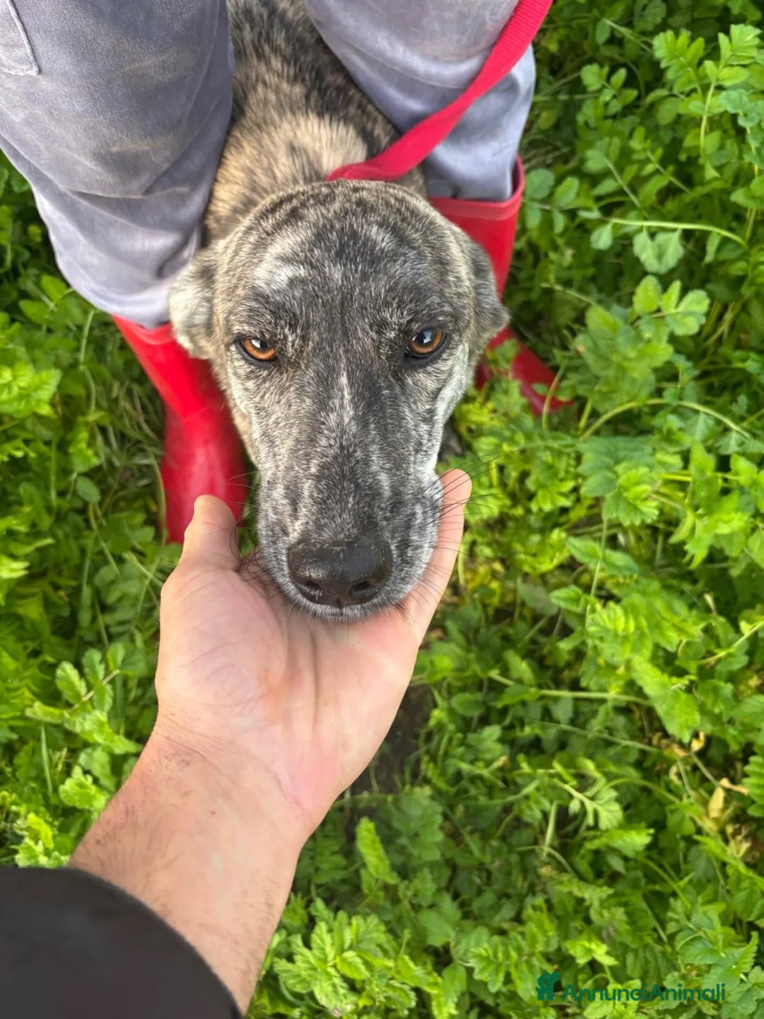 Meticcio cani in regalo: Tigrotta cucciola taglia medio piccola cerca casa - Annuncio 5