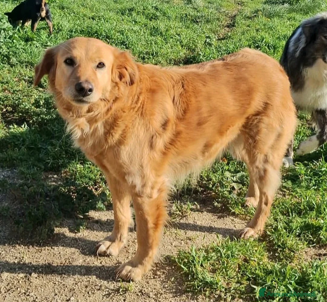 Golden Retriever cani in regalo: Julia 5 anni mix golden a Città metropolitana di Palermo - Annuncio 2