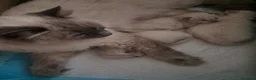 Siberiano gatti in vendita: Cuccioli siberiani neva  - Annuncio 2