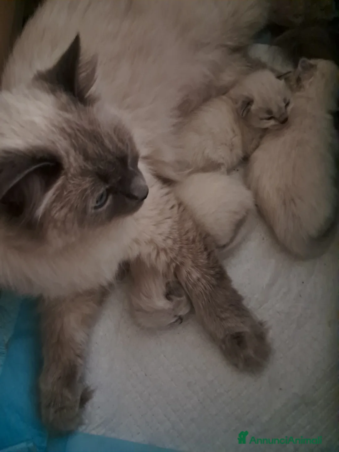 Siberiano gatti in vendita: Cuccioli siberiani neva  - Annuncio 2
