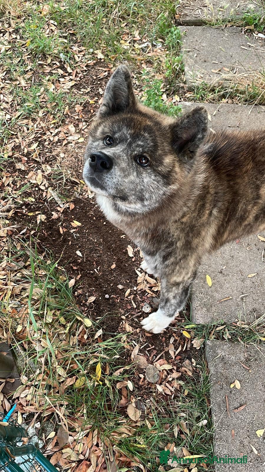 Akita Inu cani Accoppiamento - Annuncio 27