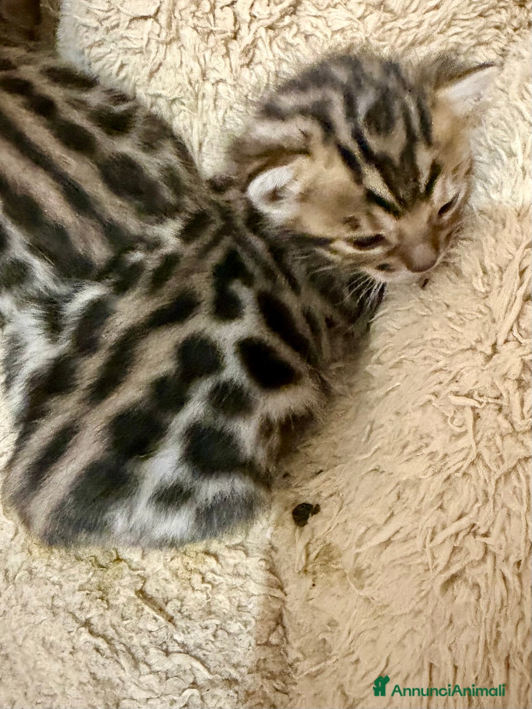 Bengala gatti in vendita: Gatto bengala  - Annuncio 3