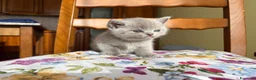 Scottish gatti in vendita: Cucciola di scottish straight lilac - Annuncio 5